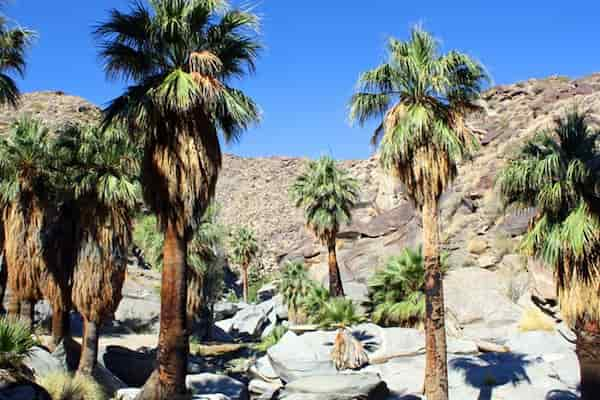 Haga-una-caminata-por-el-canon-hasta-una-cascada 19 Cosas para hacer en Palm Springs que deberías incluir en tu itinerario