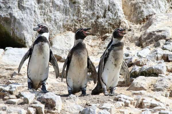 Pisco-y-las-Islas-Ballestas 18 Principales lugares turísticos del Perú: Recomendaciones de expertos