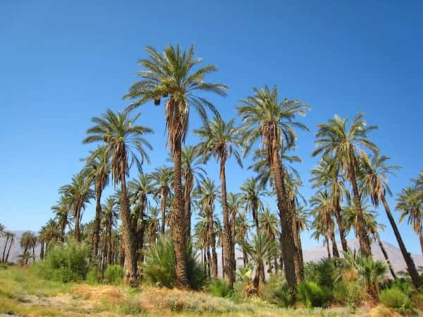 Visita-una-granja-de-datiles 19 Cosas para hacer en Palm Springs que deberías incluir en tu itinerario