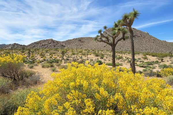 Alta-vista 14 Rutas de senderismo en el Parque Nacional Joshua Tree