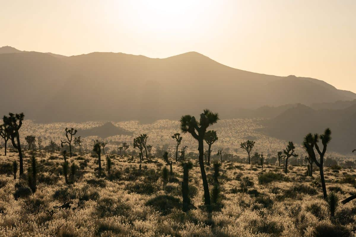 Rutas de senderismo en el Parque Nacional Joshua Tree