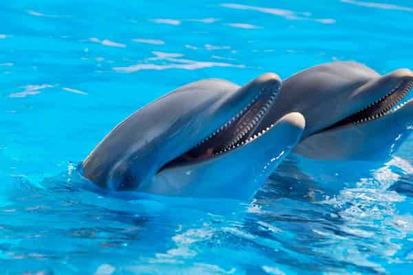 Cuidado-de-delfines-en-la-isla-Key-Largo 15 Atracciones turísticas en los Cayos de Florida