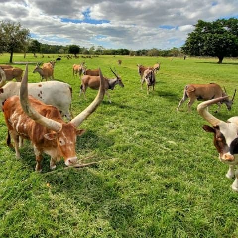 Lleva-a-los-ninos-a-Lion-Country-Safari 17 Principales atracciones turísticas de West Palm Beach