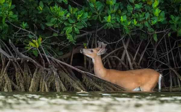 Refugio-Nacional-de-Ciervos-de-Cayo-Grande-Big-Pine-Key 15 Atracciones turísticas en los Cayos de Florida