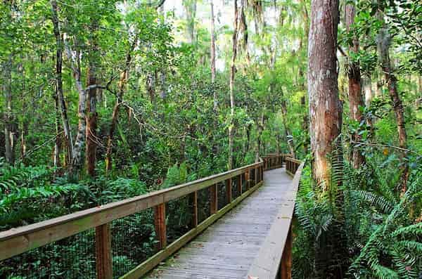 Refugio-Nacional-de-Vida-Silvestre-Arthur-R.-Marshall-Loxahatchee 17 Principales atracciones turísticas de West Palm Beach