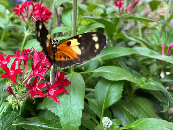 Explora-el-Conservatorio-de-Mariposas-y-Naturaleza-de-Key-West Principales atracciones turísticas en Key West, Florida
