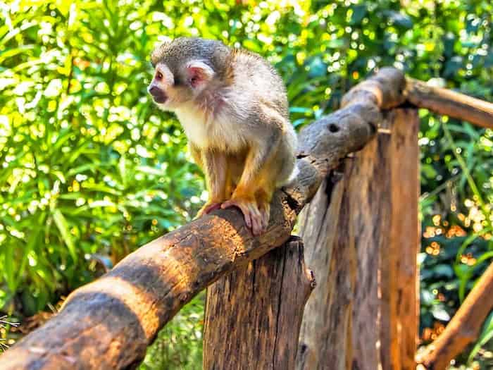 Aventura-en-tirolina-y-eco-tour-a-Monkeyland Atracciones turísticas en Puerto Plata, República Dominicana