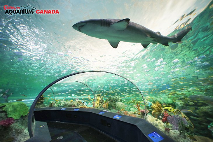Acuario-Ripley-de-Canada Principales atracciones turísticas de Toronto