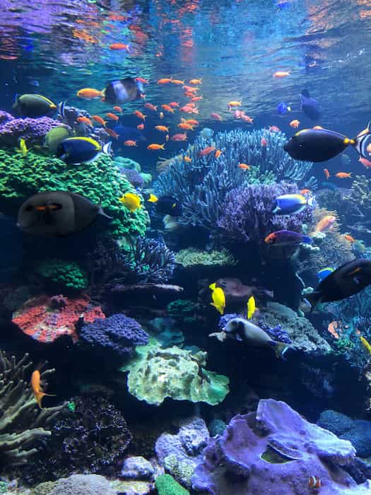 Acuario-de-Long-Island 22 Lugares para visitar en Long Island