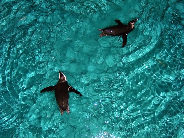 Acuario-de-Nueva-Inglaterra Principales atracciones turísticas en Boston