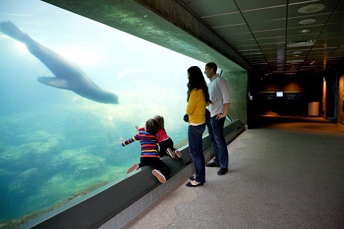 Acuario-del-Pacifico Qué hacer en Long Beach: 9 actividades fascinantes en este destino californiano