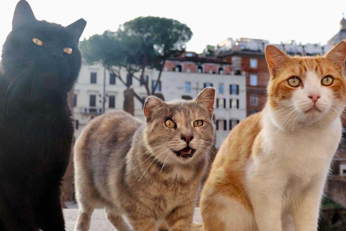 Conoce el santuario de gatos en Roma