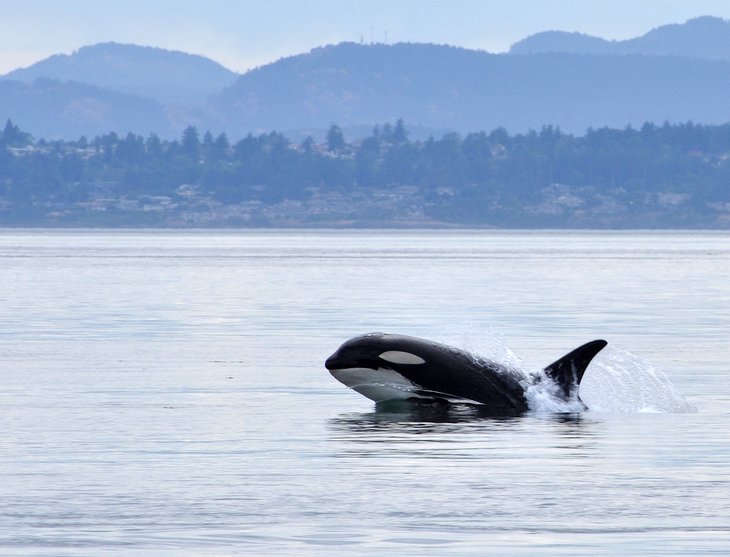 Ir-a-observar-ballenas Principales lugares para visitar en Vancouver, Canadá