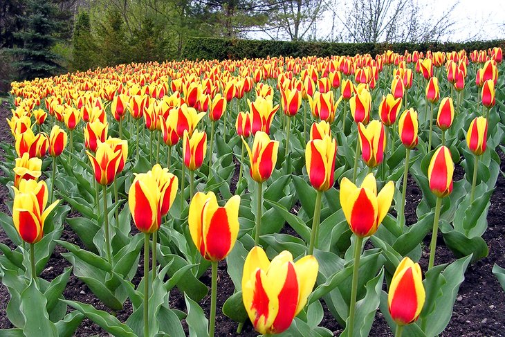 Jardines-de-Edwards Parques de Toronto: Naturaleza en medio de la ciudad