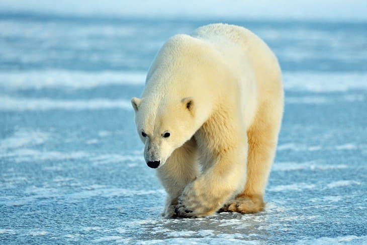 Osos-polares-de-Churchill-Manitoba Principales lugares turísticos en Canadá: Descubre lo mejor del gigante del norte