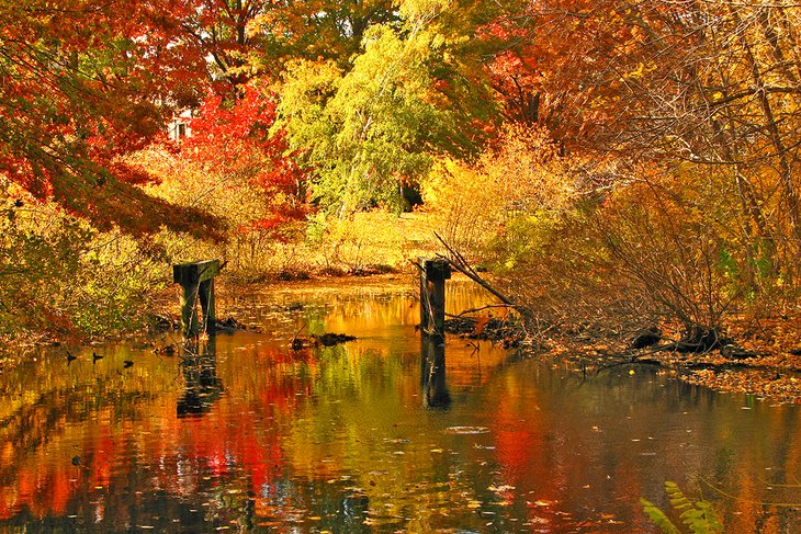 Pantanos-de-Back-Bay Parques en Boston: Rincones naturales para disfrutar durante todo el año