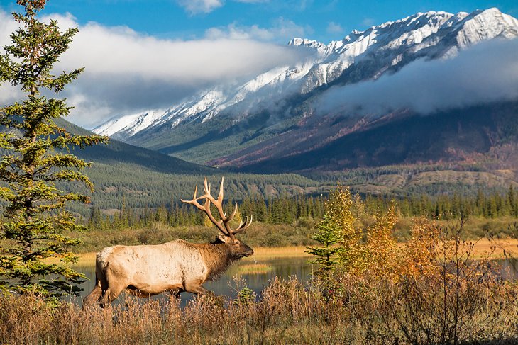 Parque-Nacional-Jasper-Alberta Parques nacionales de Canadá: Paisajes épicos por descubrir