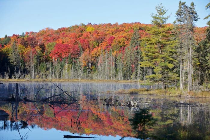 Parque-provincial-Algonquin Principales lugares turísticos en Canadá: Descubre lo mejor del gigante del norte
