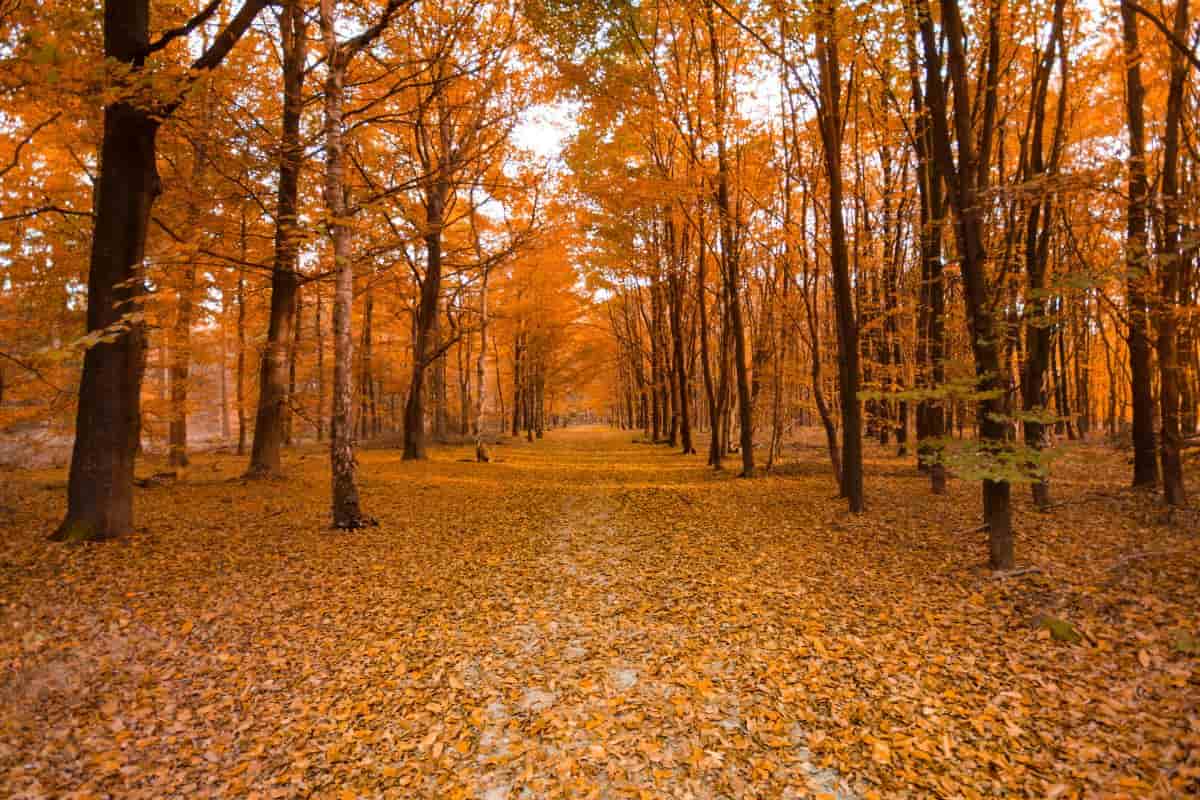 Planes de otoño en Alabama para toda la familia