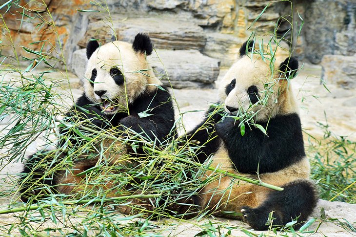 Zoologico-de-Pekin 20 Atracciones turísticas de Pekín: Conoce lo mejor de esta ciudad