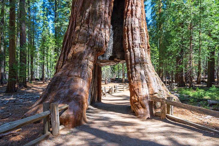 Parque-Nacional-Sequoia Escapada de fin de semana desde San Diego: Qué hacer y a dónde ir
