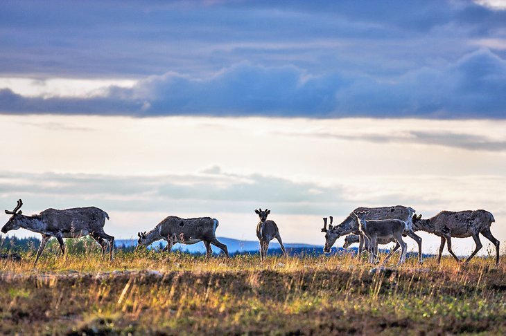 Saariselka Los mejores lugares para fotografiar en Finlandia